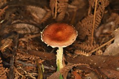 Stropharia formosa