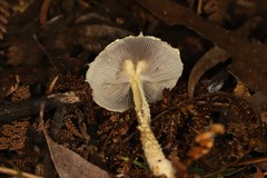 Stropharia formosa