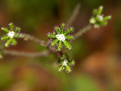 Adenocaulon chilense