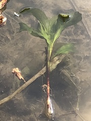 Potamogeton amplifolius