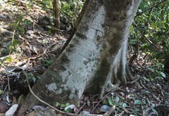 Ficus callosa