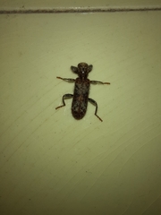 Metademius floccosus