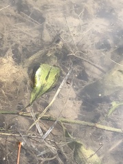 Potamogeton amplifolius