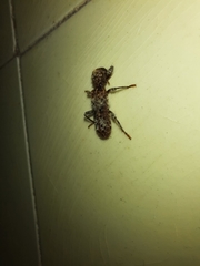 Metademius floccosus