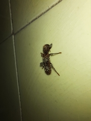 Metademius floccosus