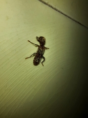 Metademius floccosus