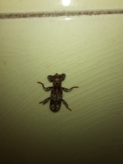 Metademius floccosus