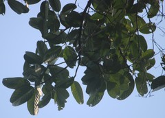 Ficus callosa