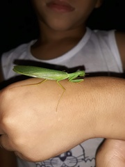 Photiomantis