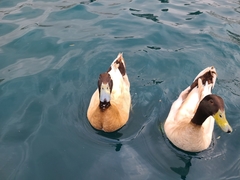 Anas platyrhynchos domesticus