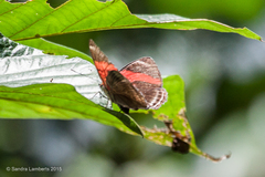 Adelpha lycorias