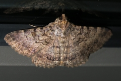 Polydesma