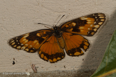 Chlosyne lacinia saundersi