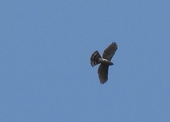 Accipiter virgatus
