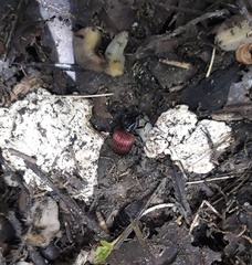 Brachygnathus muticus