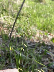 Melica mutica