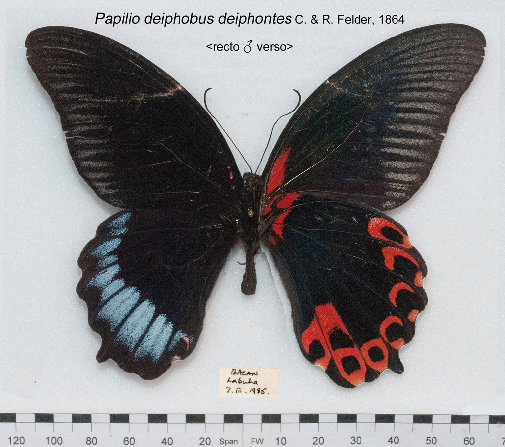 Rumanzovia swallowtail