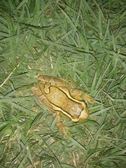 Trachycephalus mesophaeus