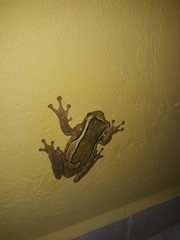 Trachycephalus mesophaeus