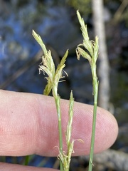 Carex bromoides bromoides