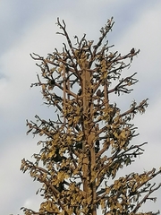 Parabuteo unicinctus