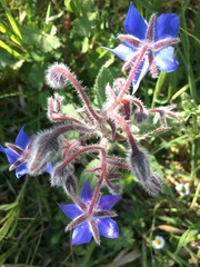 Borago officinalis