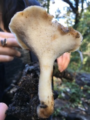 Jahnoporus hirtus
