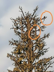 Parabuteo unicinctus