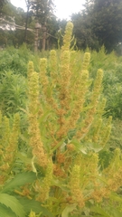 Rumex trisetifer