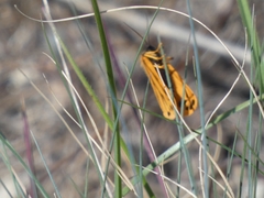 Setina aurita