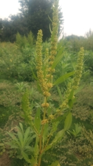 Rumex trisetifer