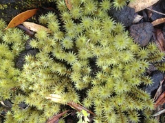 Pulchrinodus inflatus