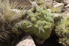 Azorella diapensioides