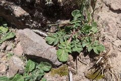 Solanum candolleanum