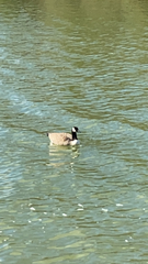 Branta canadensis