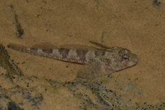 Lepidoblennius haplodactylus