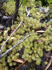 Pulchrinodus inflatus