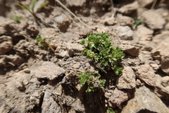 Wahlenbergia peruviana