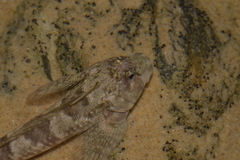 Lepidoblennius haplodactylus