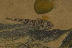 Lepidoblennius haplodactylus