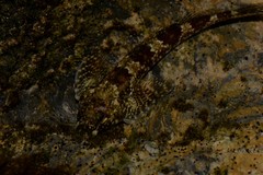 Lepidoblennius haplodactylus