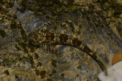 Lepidoblennius haplodactylus