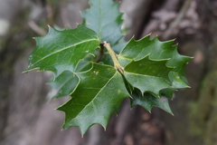 Ilex colchica