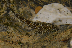 Lepidoblennius haplodactylus