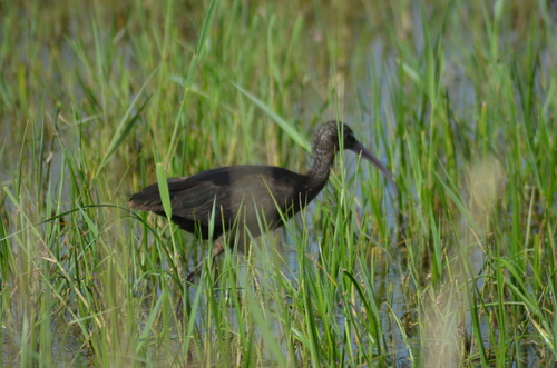Morito común (Plegadis falcinellus)