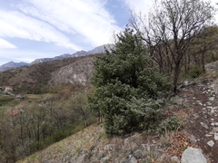 Juniperus oxycedrus oxycedrus