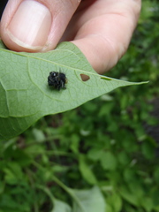 Deloyala guttata