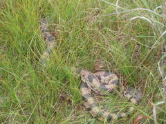 Pituophis melanoleucus melanoleucus