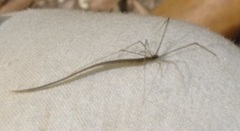 Ariamnes longissimus