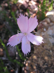 Dianthus thunbergii